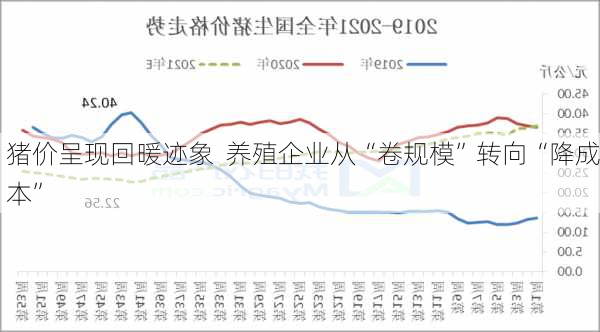 猪价呈现回暖迹象  养殖企业从“卷规模”转向“降成本”