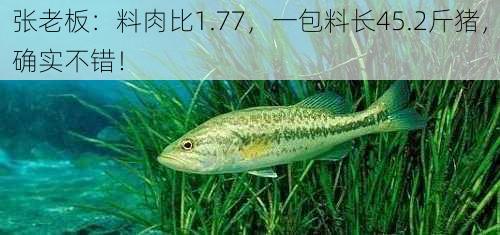 张老板：料肉比1.77，一包料长45.2斤猪，确实不错！