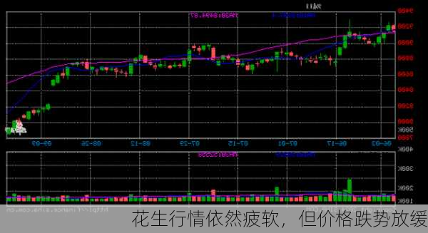 花生行情依然疲软，但价格跌势放缓